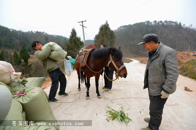 20150125苍溪雍河乡桃园村22马运粮食